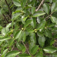 Ficus microcarpa L.f.